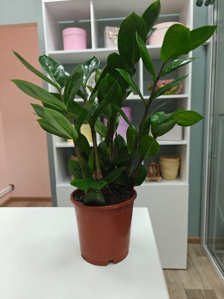 Замиокулькас 12 см